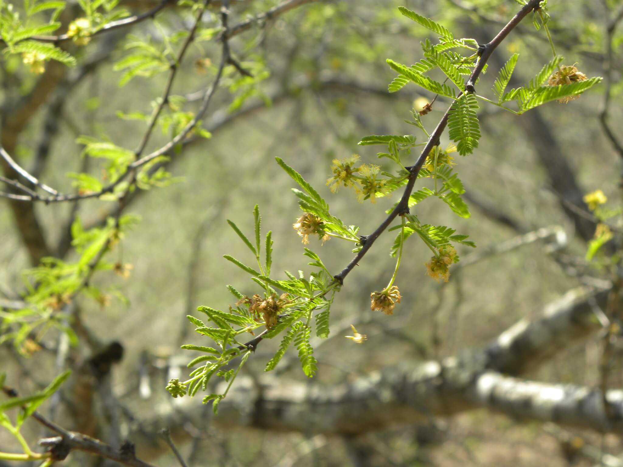 Acacia schaffneri